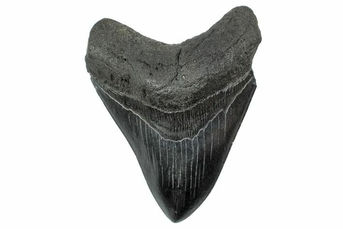 Fossil Megalodon Tooth - South Carolina #239819